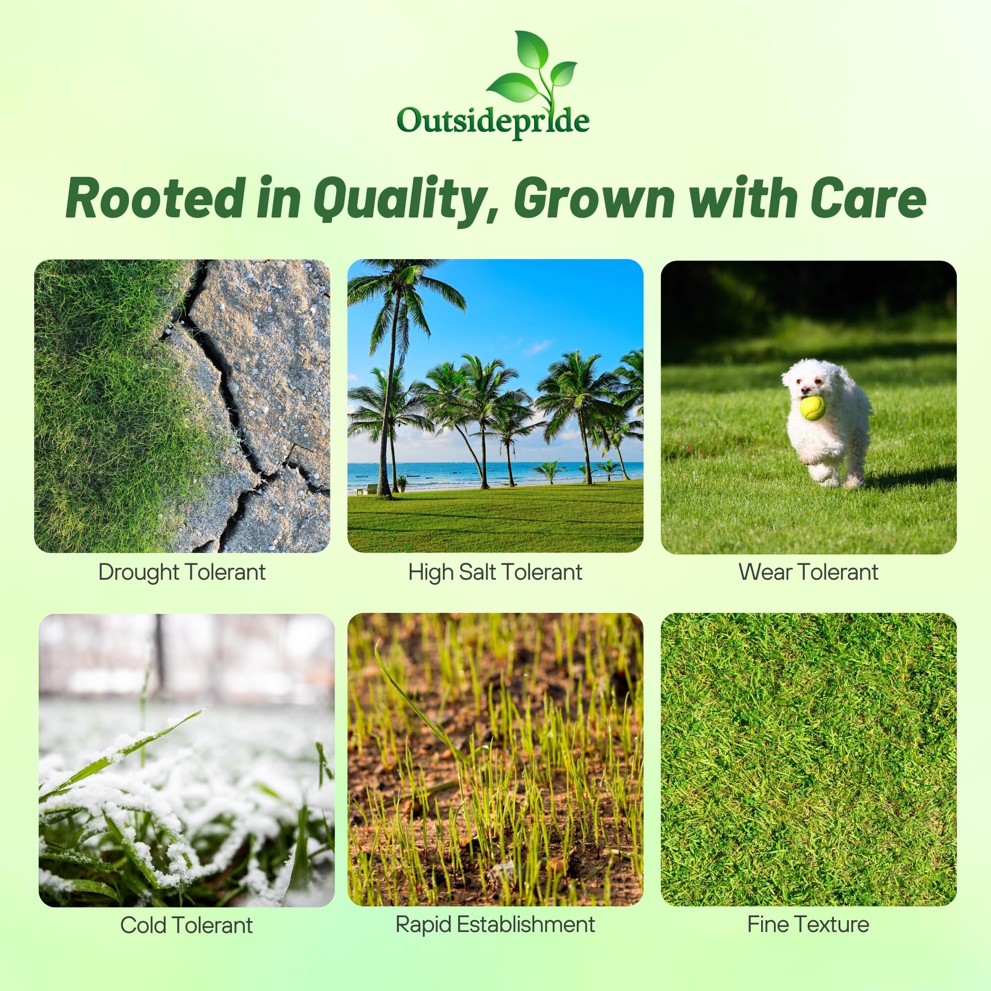 Outsidepride Rescape Seashore Paspalum seed spread shows rapid ground cover potential