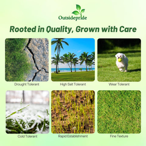 Outsidepride Rescape Seashore Paspalum seed spread shows rapid ground cover potential