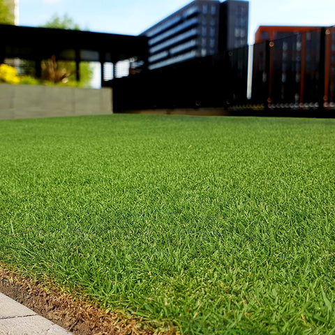 Outsidepride Rescape Seashore Paspalum thrives in sun and shade near shore