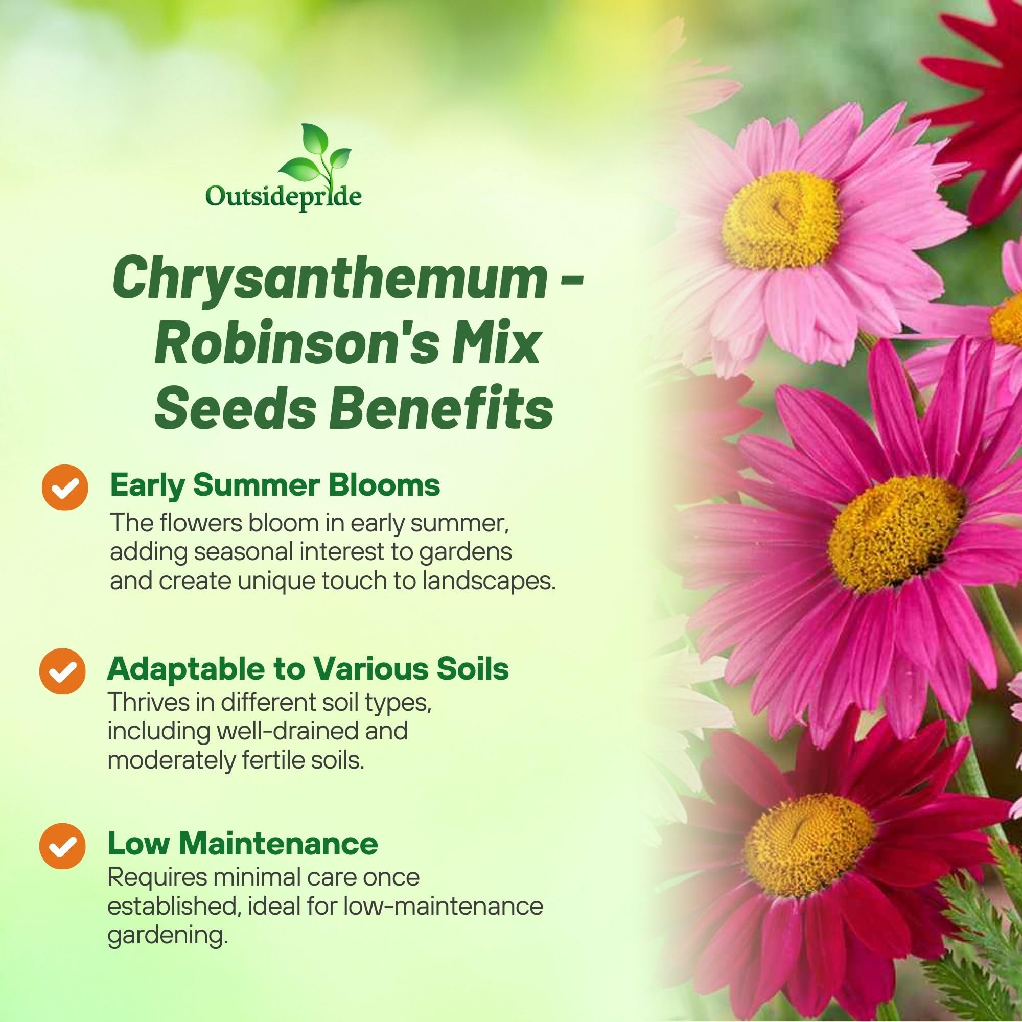 Outsidepride Robinson's Mix chrysanthemum with colorful petals brightens beds and attracts pollinators.