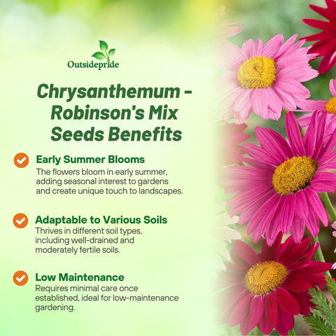 Outsidepride Robinson's Mix chrysanthemum with colorful petals brightens beds and attracts pollinators.