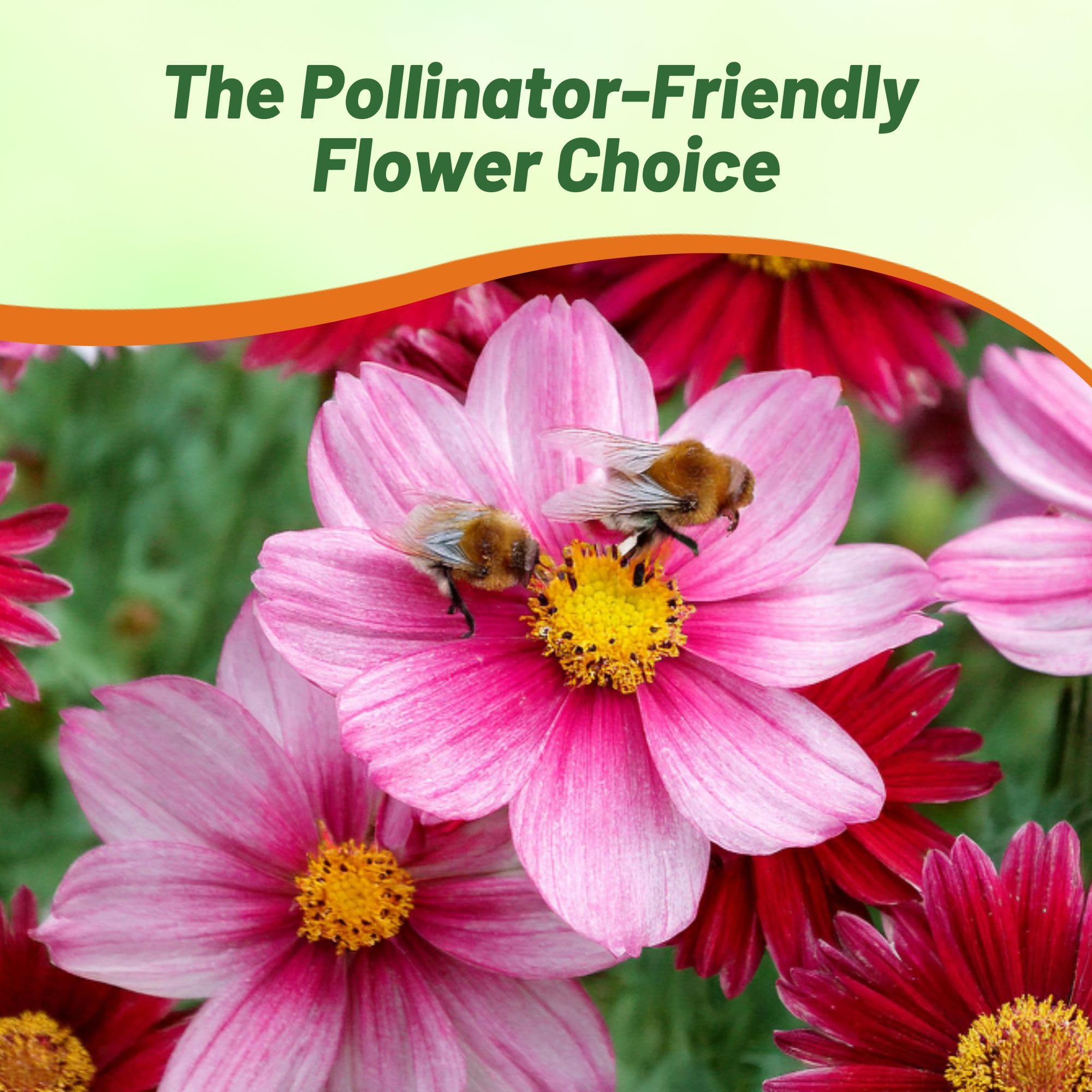 Outsidepride Robinson's Mix chrysanthemum drought-tolerant plants thrive in sunny, well-drained soils.