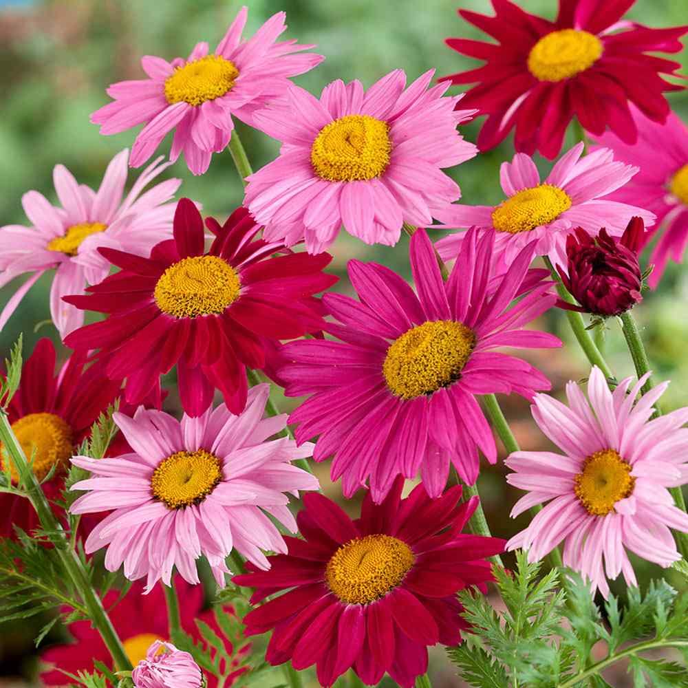 Outsidepride Robinson's Mix chrysanthemum full-sun planting suits wildflower and pollinator borders.