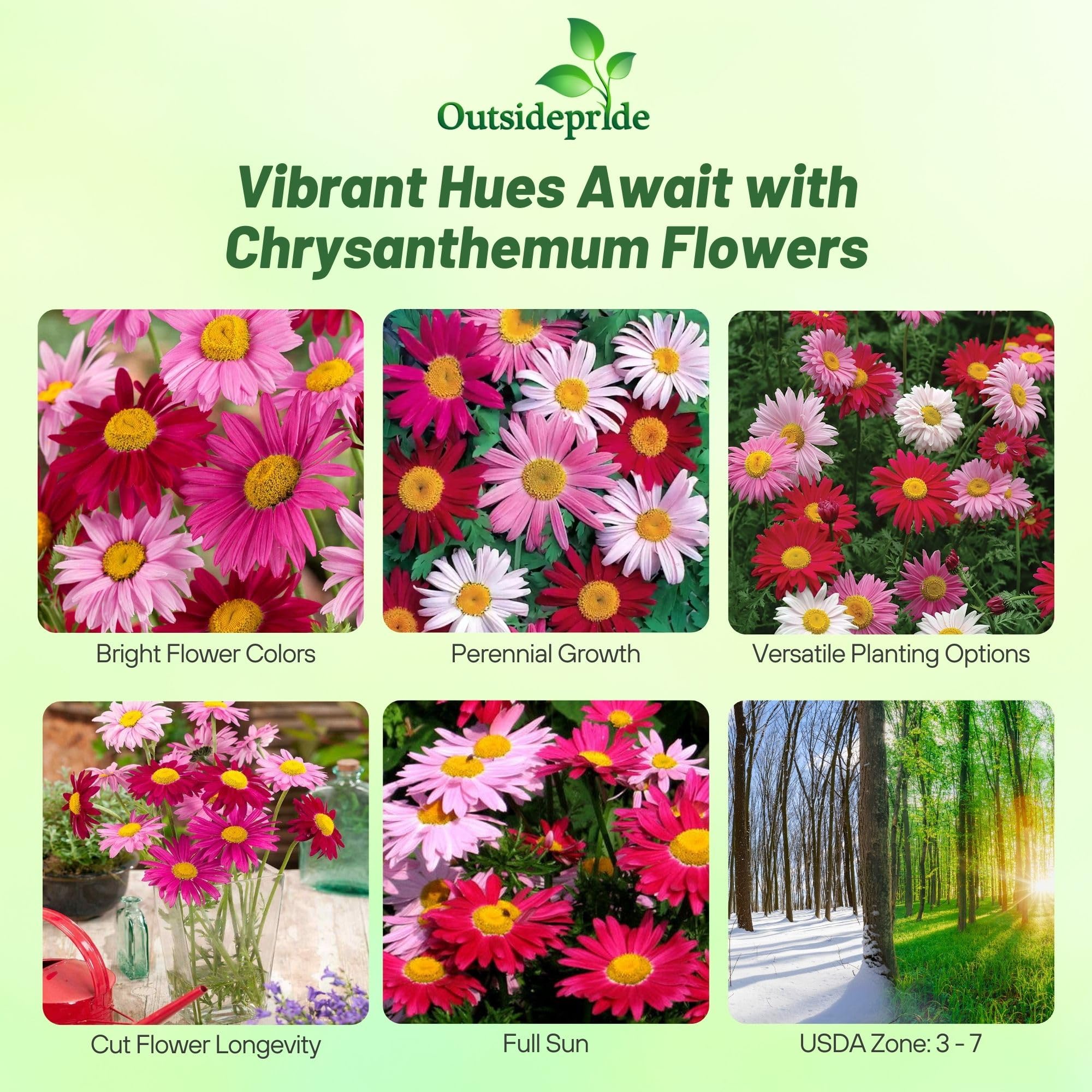 Outsidepride Robinson's Mix chrysanthemum-height display adds seasonal height.