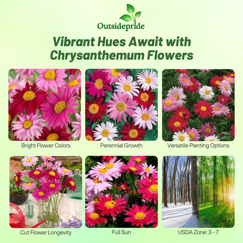 Outsidepride Robinson's Mix chrysanthemum-height display adds seasonal height.