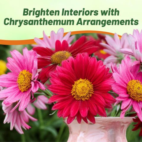 Outsidepride Robinson's Mix chrysanthemum pollinator-friendly blooms support bees and butterflies.