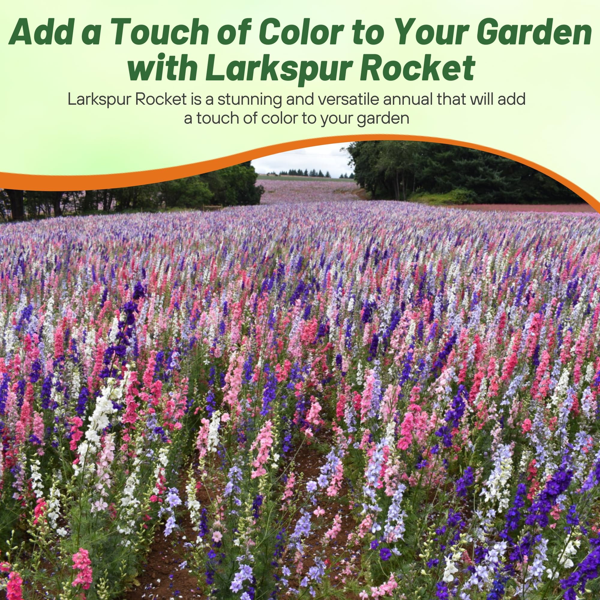Outsidepride rocket larkspur tolerates heat and drought for reliable color.