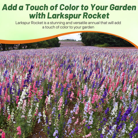 Outsidepride rocket larkspur tolerates heat and drought for reliable color.