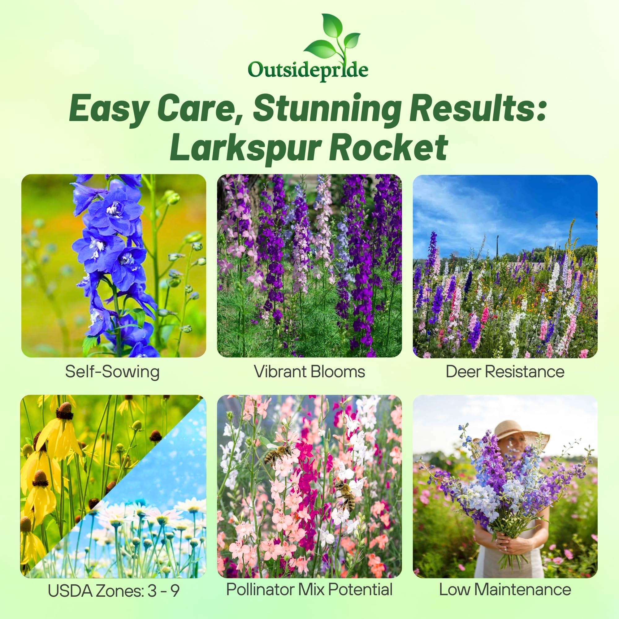 Outsidepride rocket larkspur tall stems reach 36 inches for dramatic garden displays.
