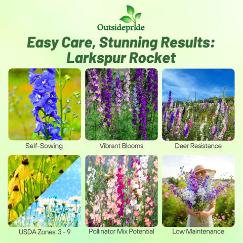 Outsidepride rocket larkspur tall stems reach 36 inches for dramatic garden displays.