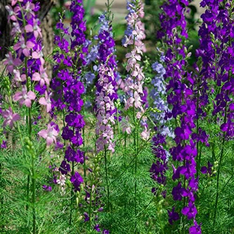 Outsidepride rocket larkspur thrives in zones 3–9 in moist, well-drained soil.