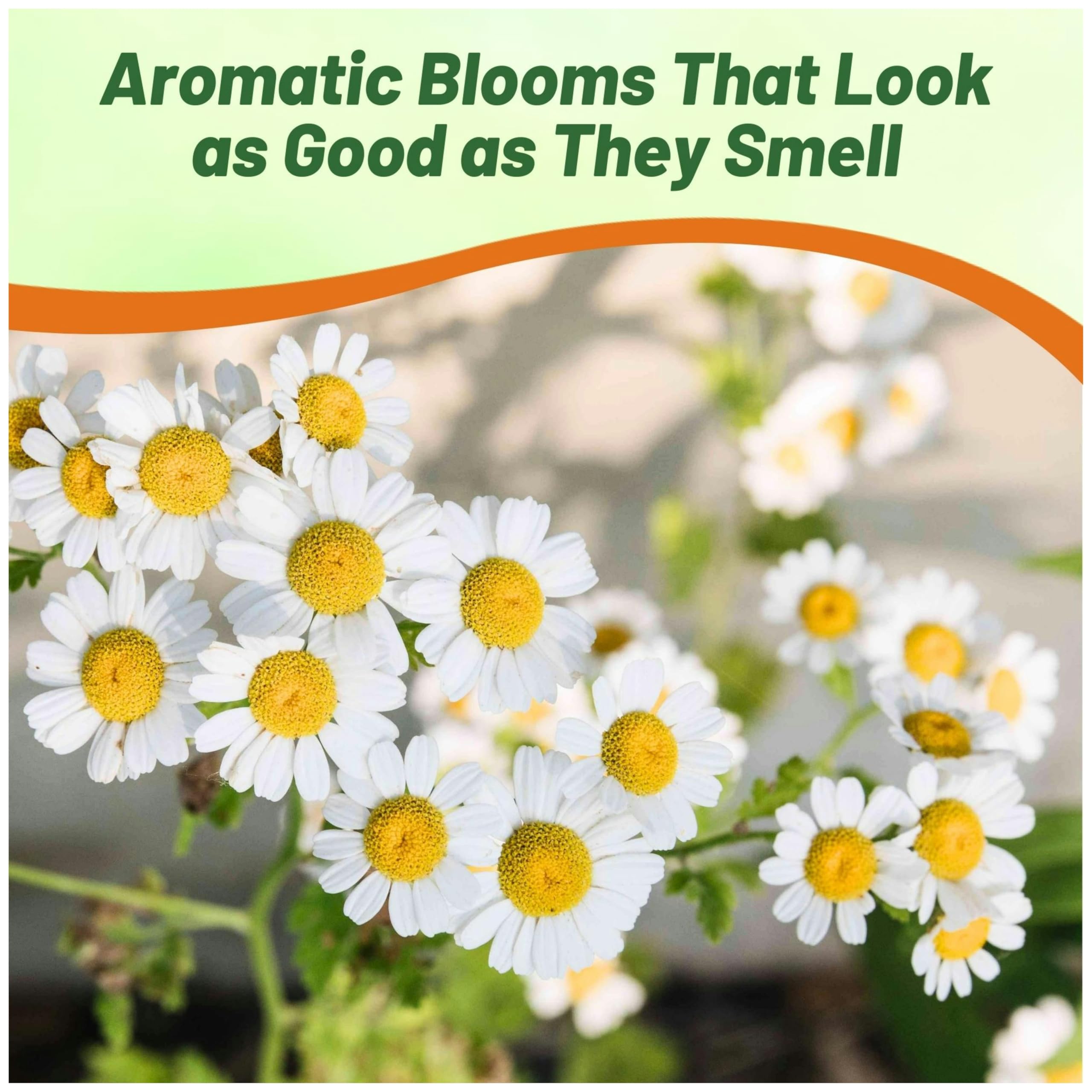 Outsidepride Roman Chamomile seeds offer aromatic foliage and daisy-like blooms for garden interest.