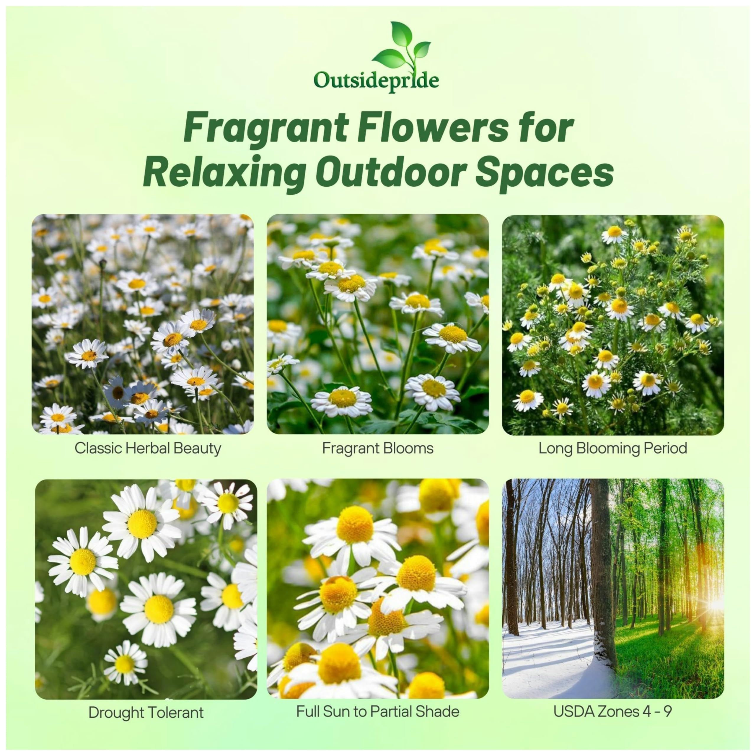 Outsidepride Roman Chamomile seeds deliver drought-tolerant blooms that thrive in full sun.