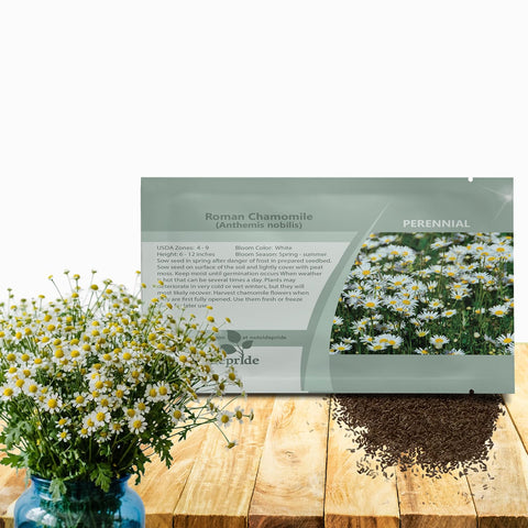 Outsidepride Roman Chamomile seeds form lush ground-cover with evergreen foliage, ideal for slopes.