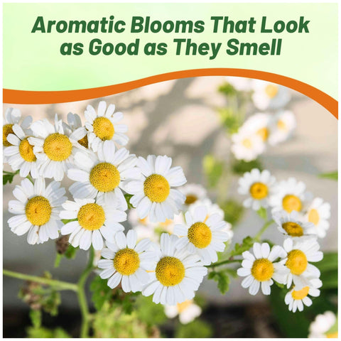 Outsidepride Roman Chamomile seeds healthy evergreen foliage for year-round interest