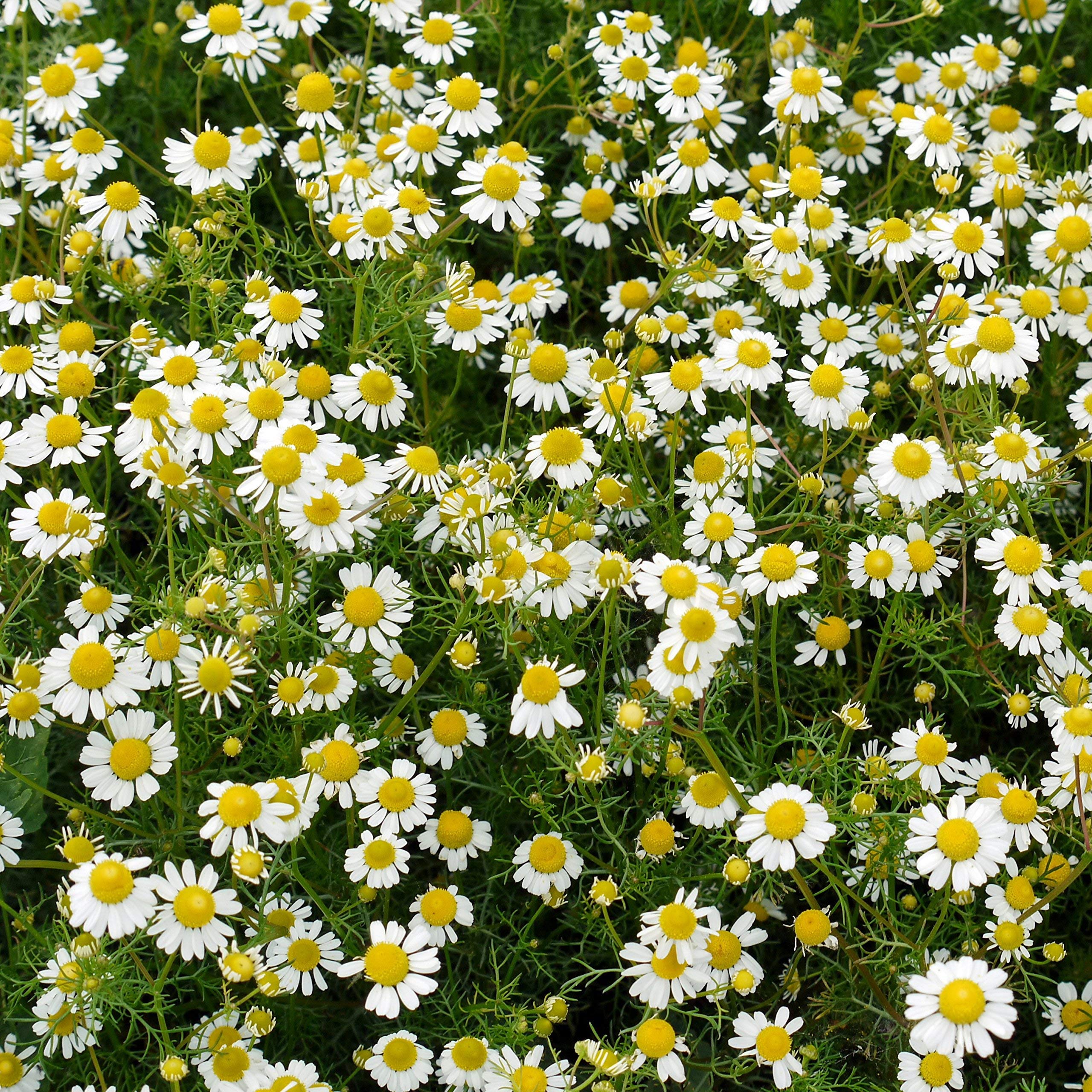 Outsidepride Roman Chamomile seeds pathway groundcover for low-maintenance lawn alternatives