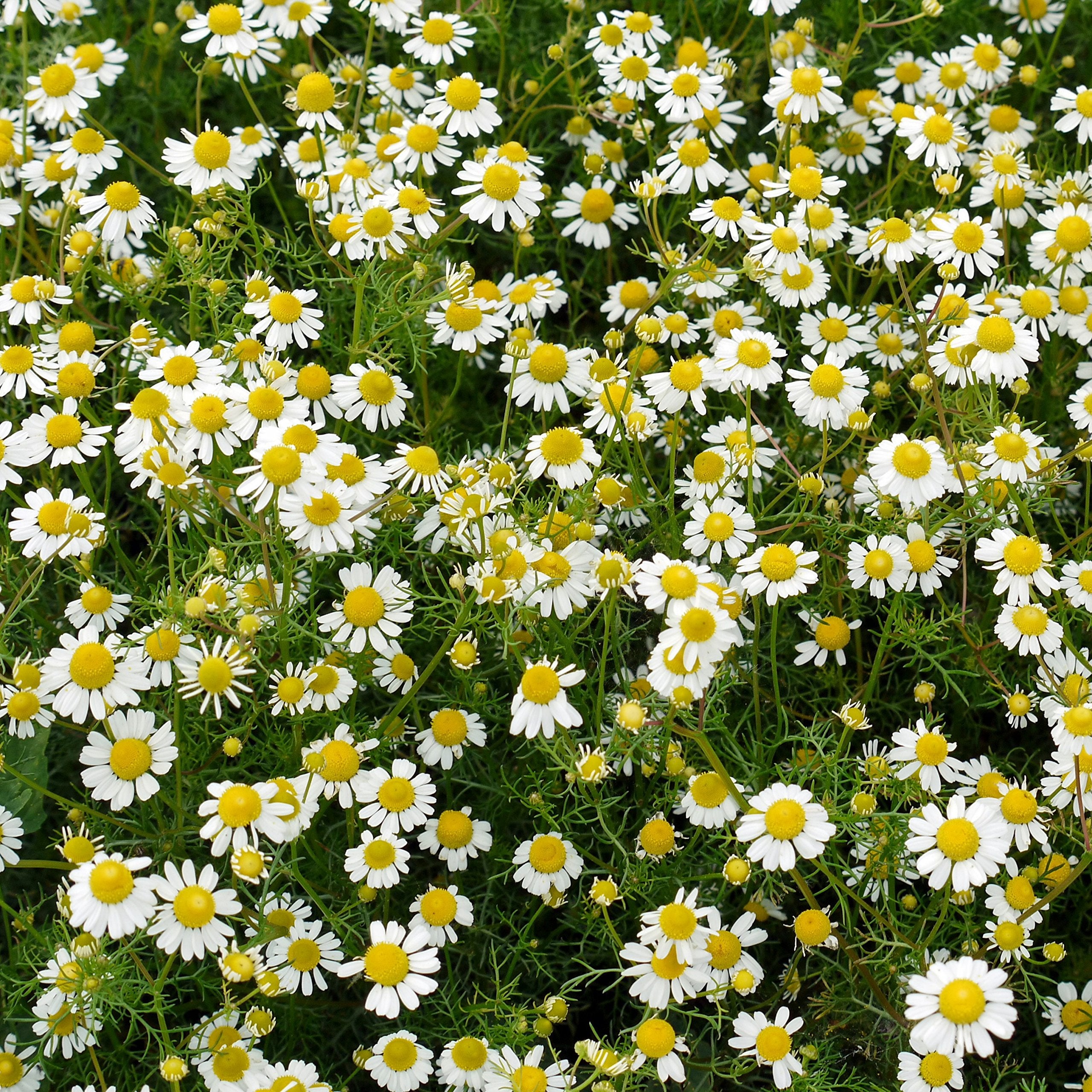 Outsidepride Roman Chamomile seeds fit pathways and lawn alternatives with light foot traffic tolerance.