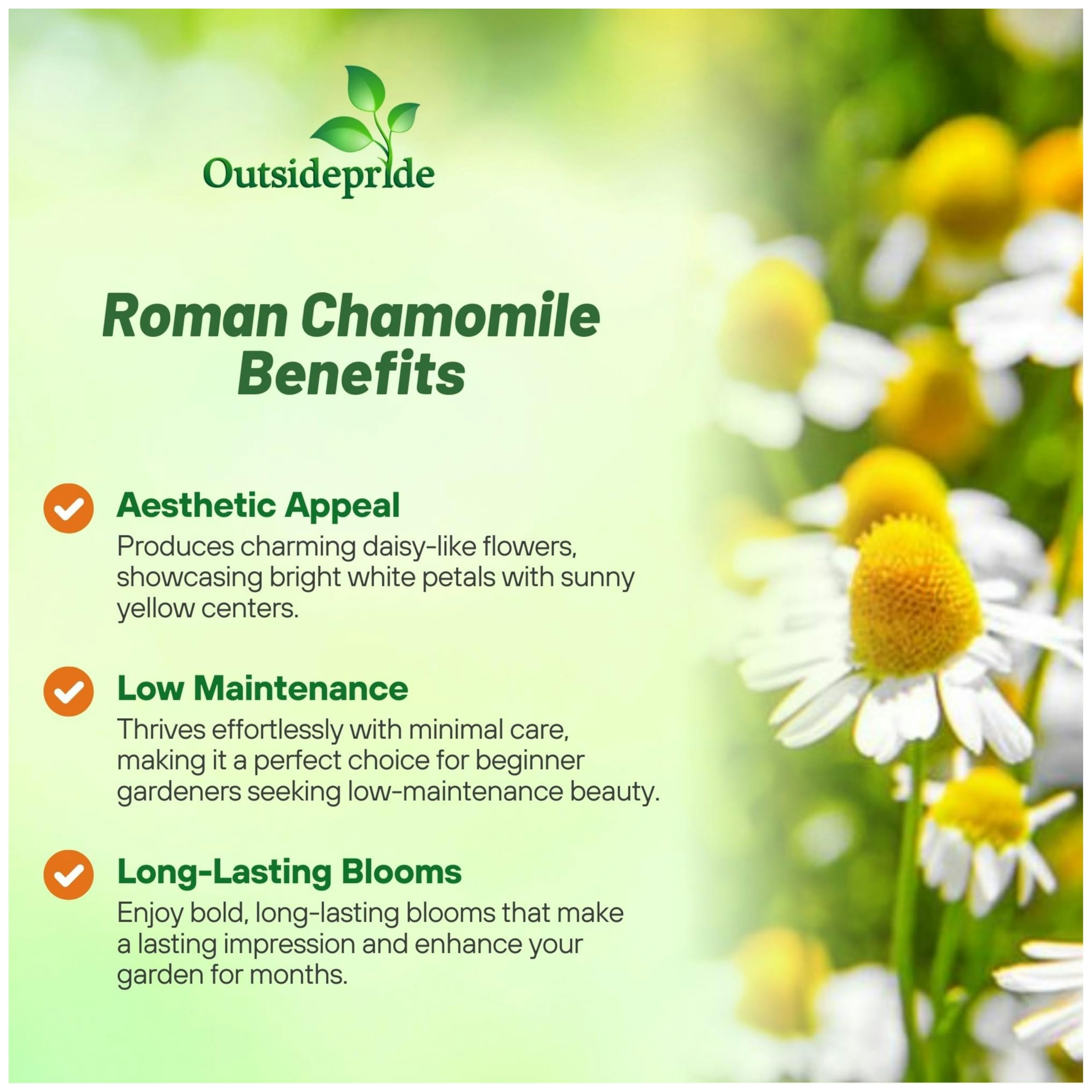 Outsidepride Roman Chamomile blooms in white and yellow for pollinator beds