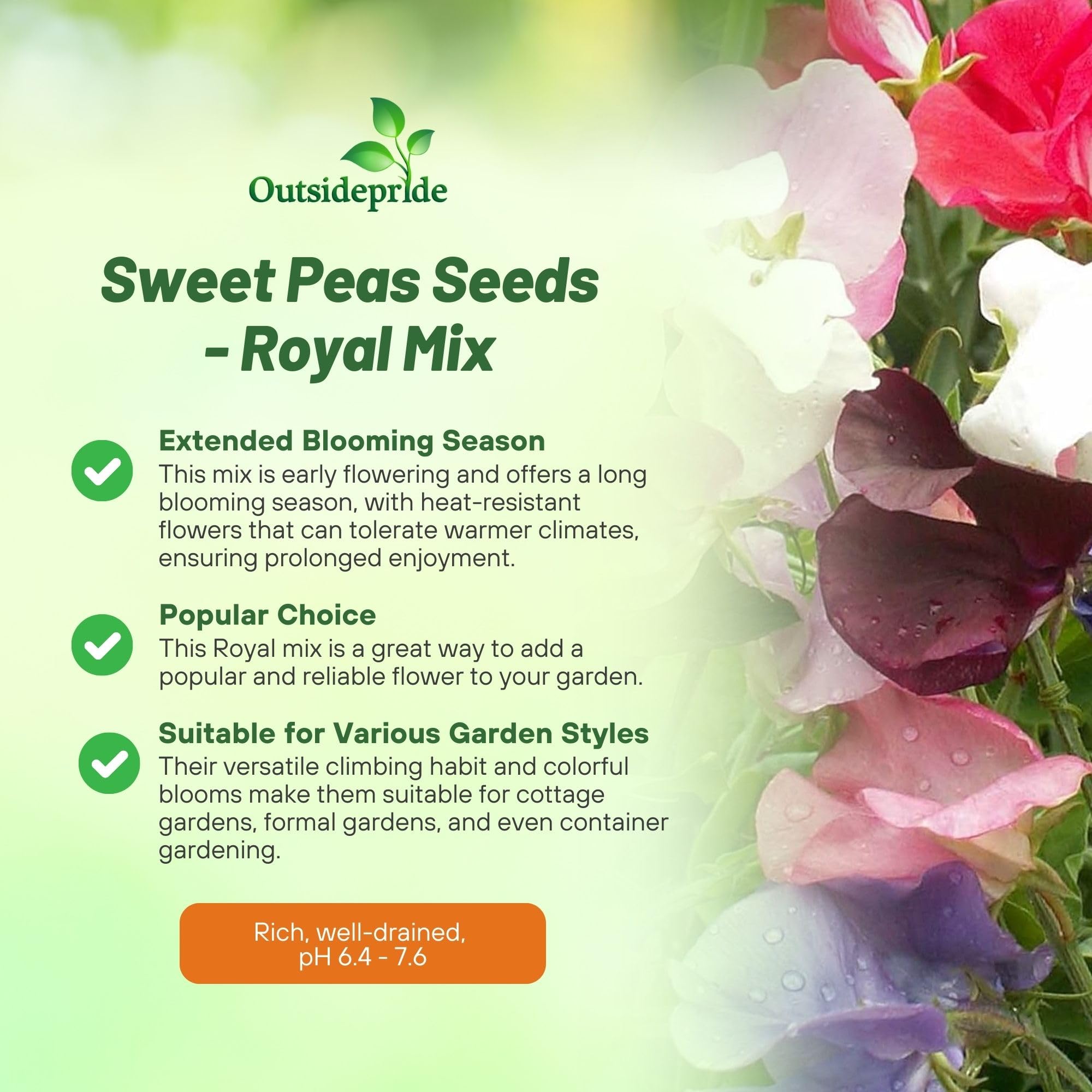 Fragrant blooms from Outsidepride Royal Mix Sweet Pea brighten outdoor spaces