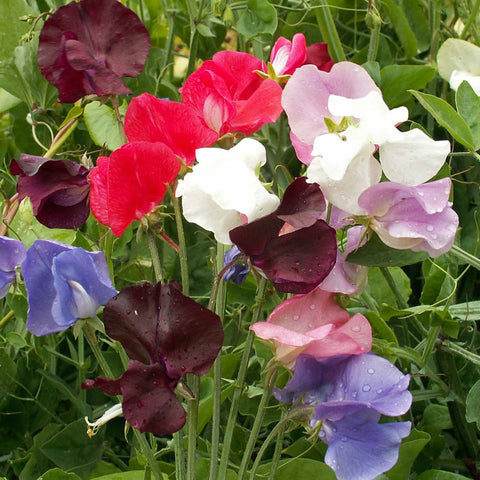 Packet of Outsidepride Royal Mix Sweet Pea seeds ready for planting