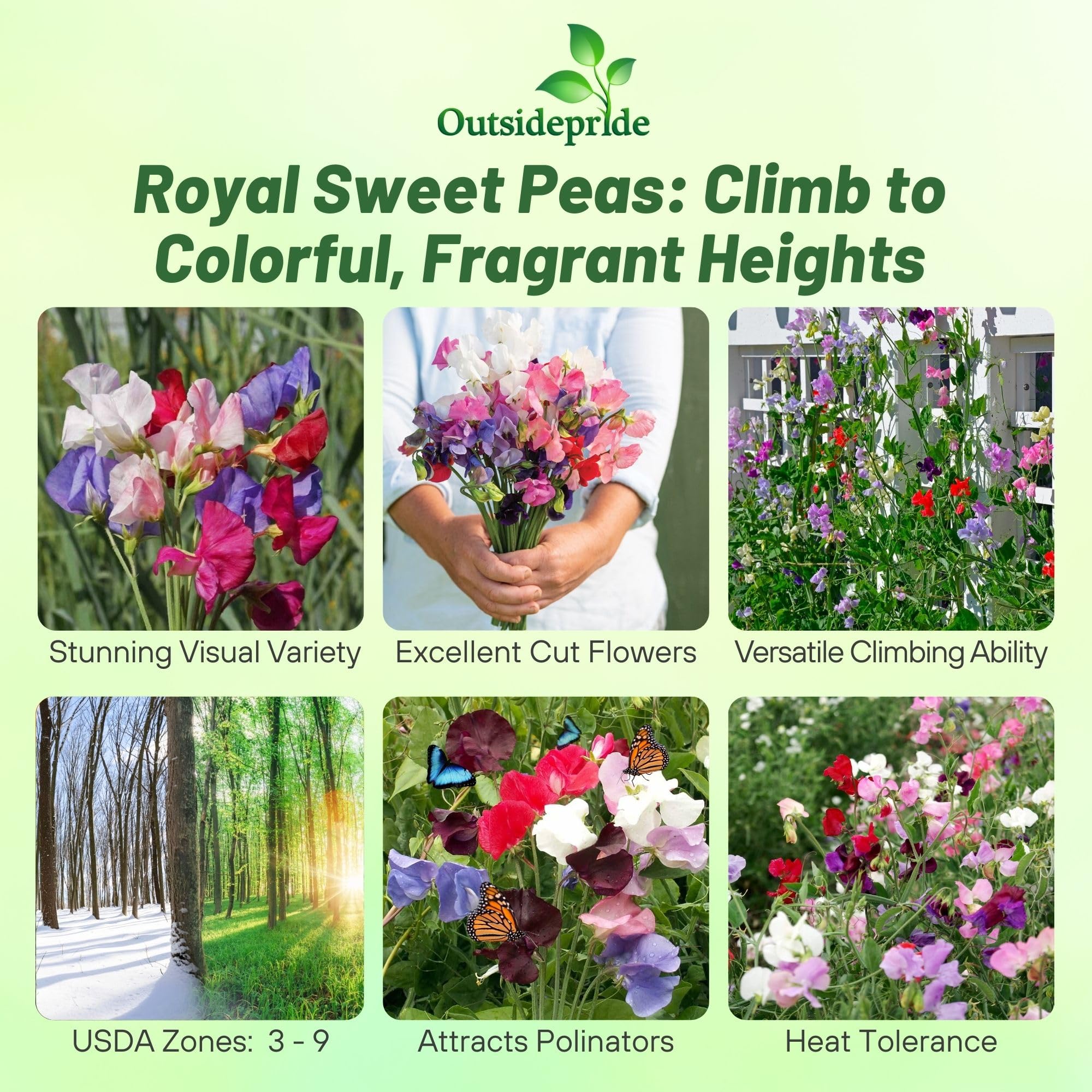 Outsidepride Royal Mix Sweet Pea on a vertical garden wall for dramatic color