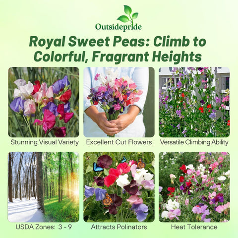 Outsidepride Royal Mix Sweet Pea on a vertical garden wall for dramatic color