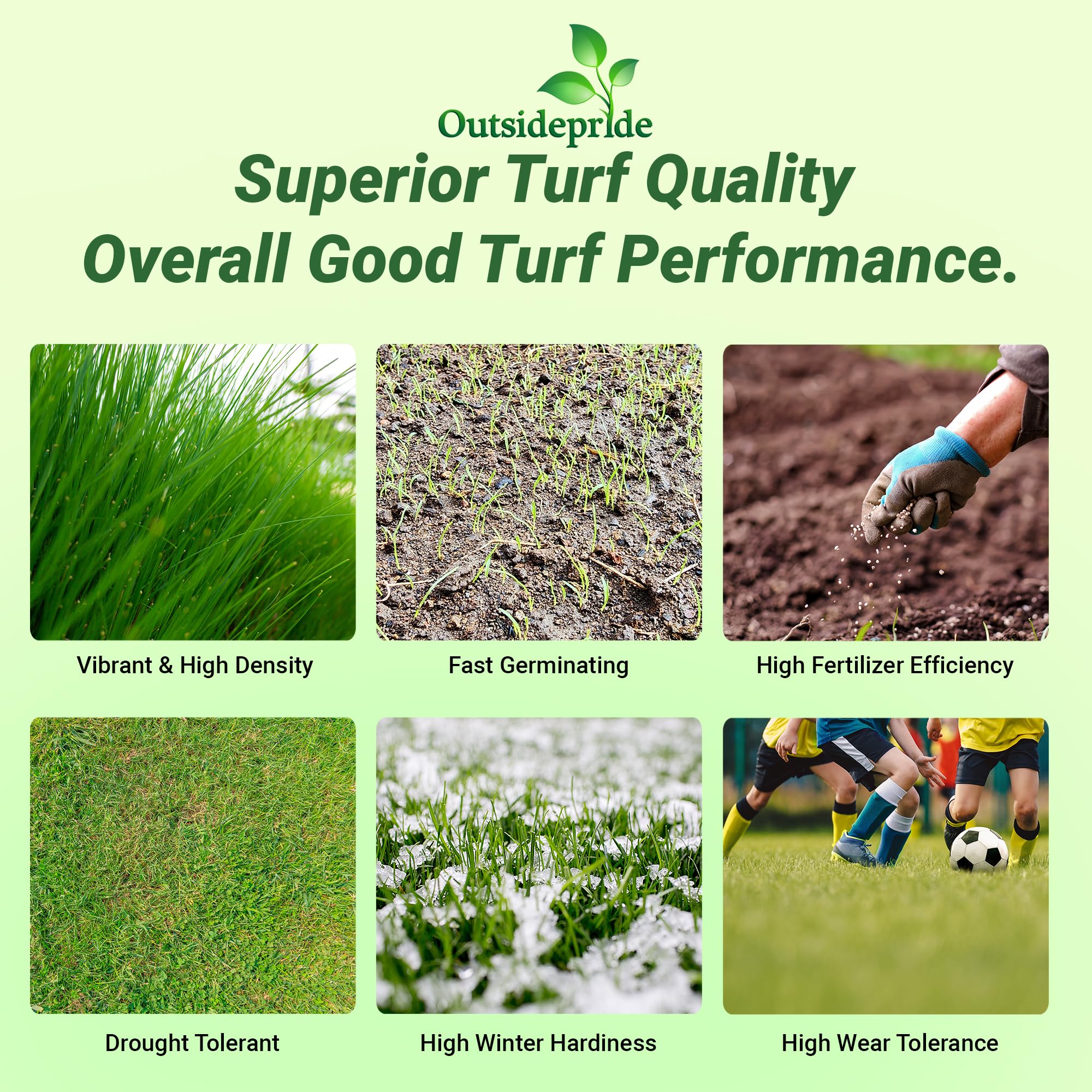 Outsidepride Royal TXD coated seed for rapid germination and even density.