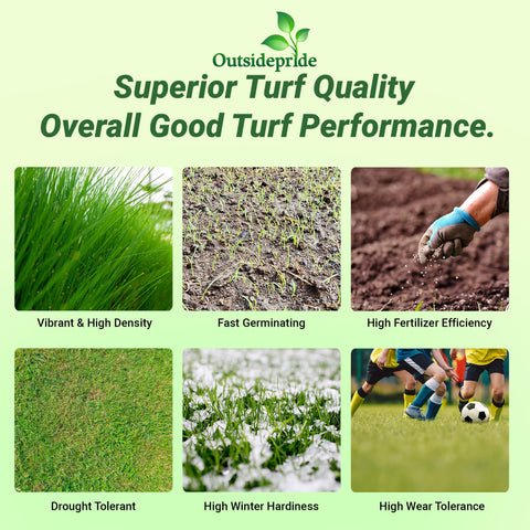 Outsidepride Royal TXD coated seed for rapid germination and even density.