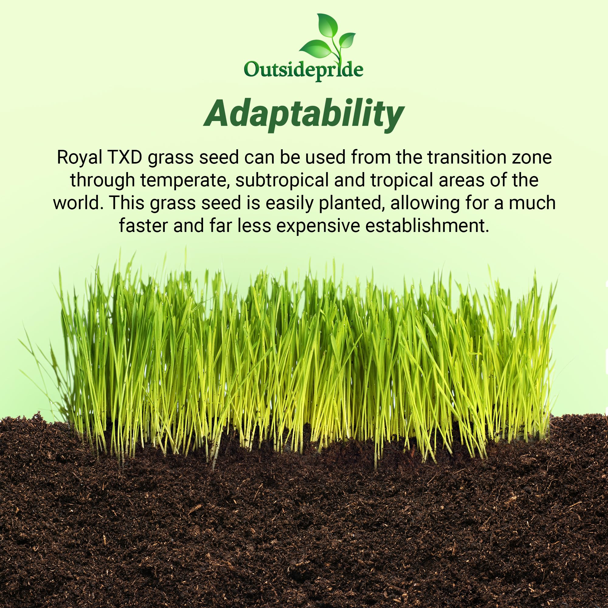 Outsidepride Royal TXD drought tolerant Bermuda seed for hot climates.