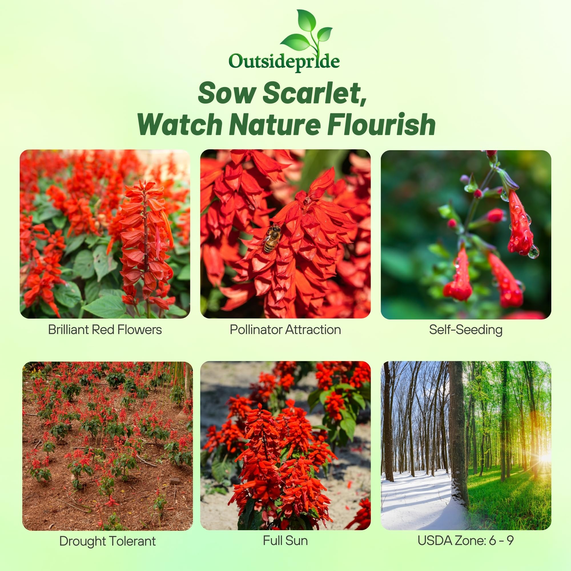 Outsidepride Salvia Coccinea Scarlet Sage bloom close-up with vibrant red spikes.