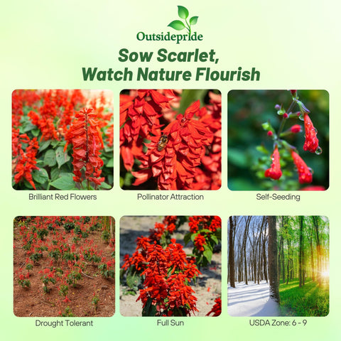 Outsidepride Salvia Coccinea Scarlet Sage bloom close-up with vibrant red spikes.