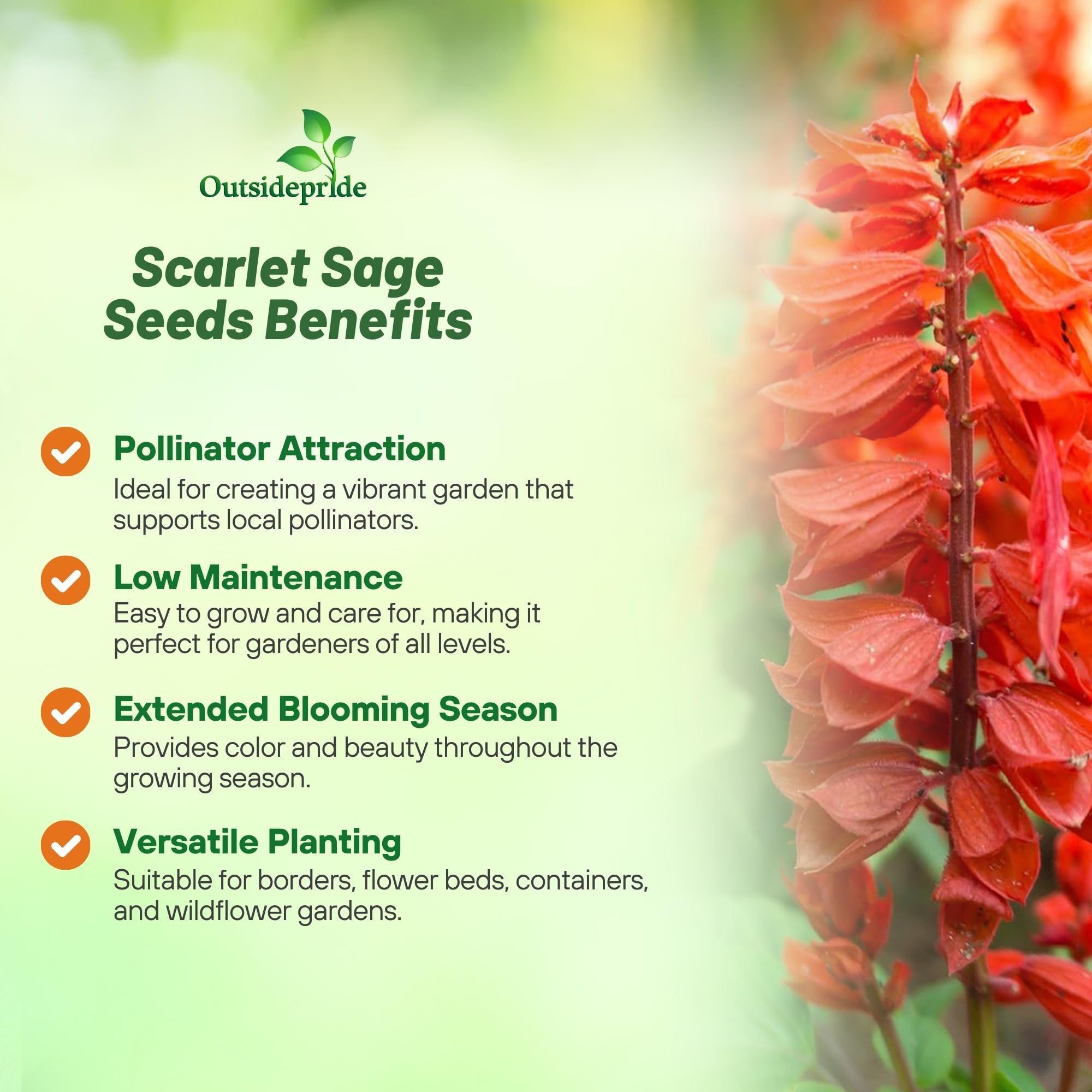 Outsidepride Scarlet Sage young plant ready for warm bed with heat tolerance.