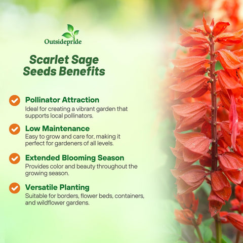 Outsidepride Scarlet Sage young plant ready for warm bed with heat tolerance.
