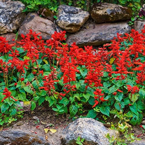 Outsidepride Pollinator Garden featuring Scarlet Sage lures hummingbirds and butterflies.