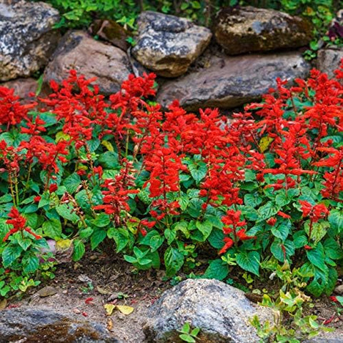 Outsidepride Pollinator Garden featuring Scarlet Sage lures hummingbirds and butterflies.