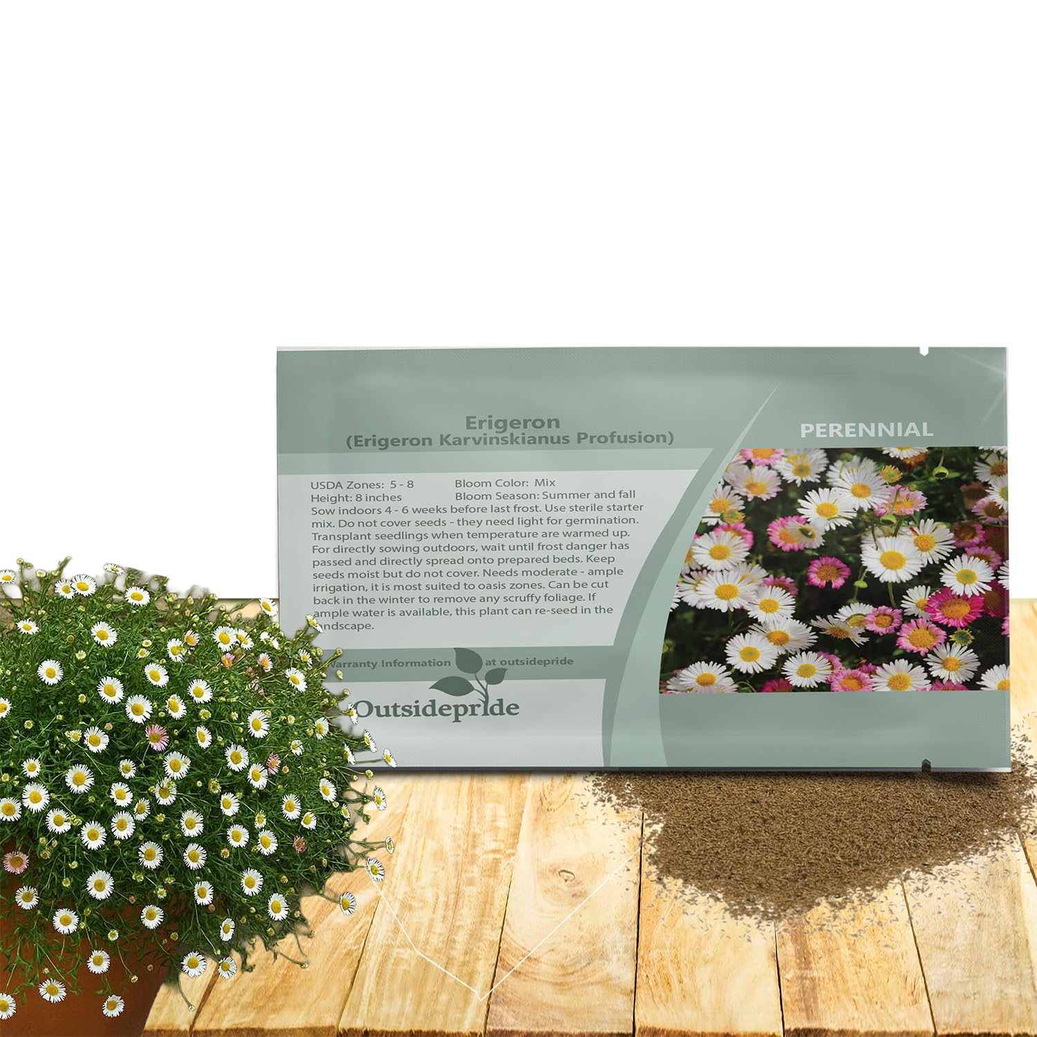 Outsidepride Santa Barbara Daisy seeds with abundant blooms brightening garden borders