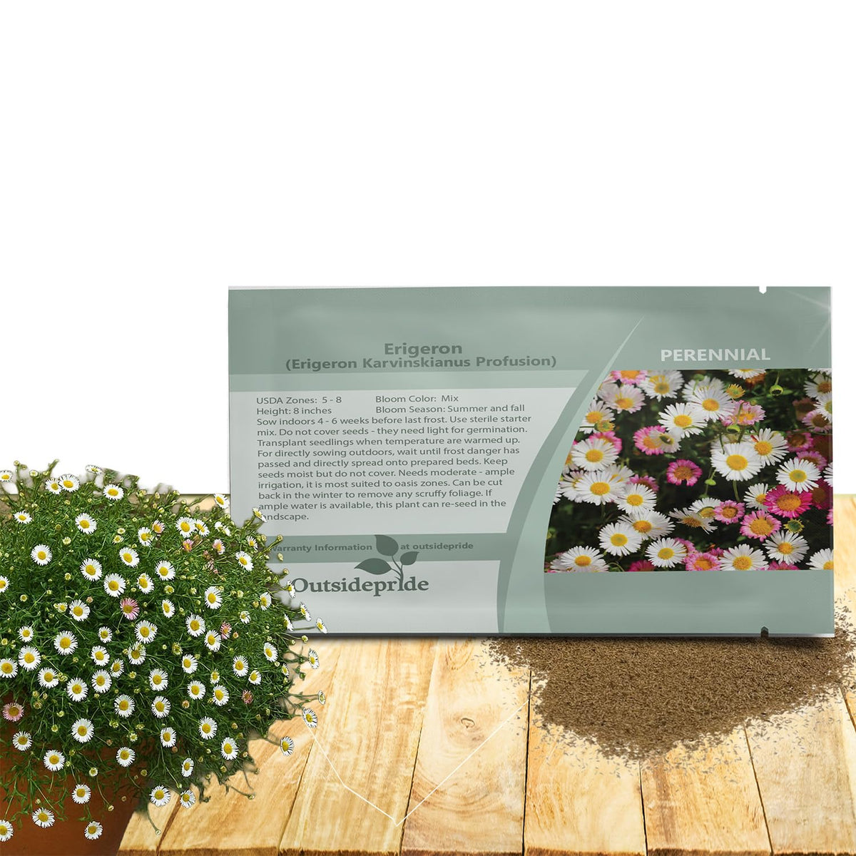 Outsidepride Santa Barbara Daisy seeds with abundant blooms brightening garden borders