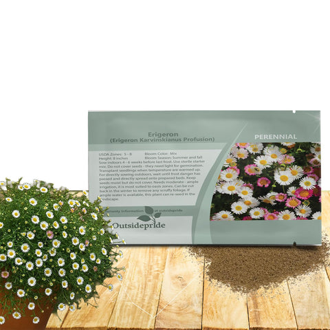 Outsidepride Santa Barbara Daisy seeds with abundant blooms brightening garden borders