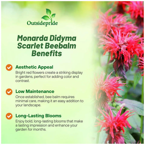 Outsidepride scarlet bee balm leaves emit mint aroma for teas and herbs