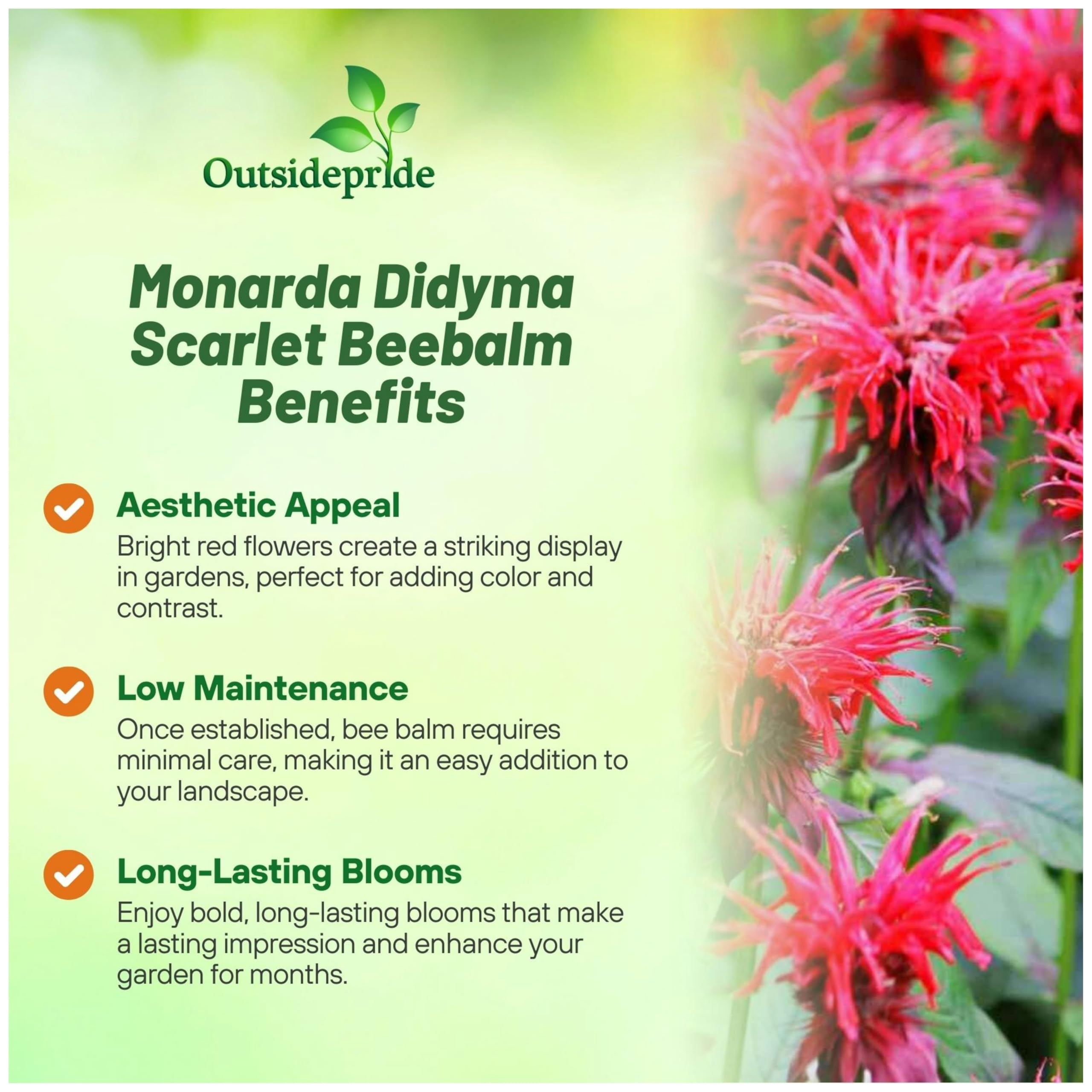 Outsidepride Scarlet Bee Balm plant growing in sunny garden bed.
