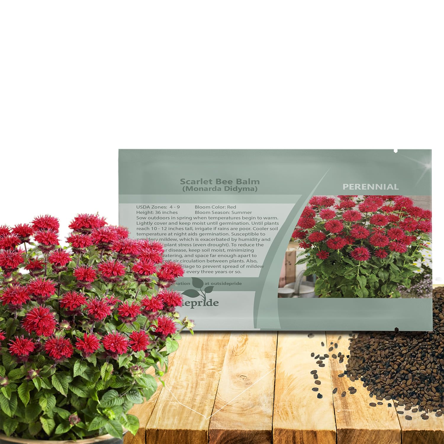 Outsidepride Scarlet Bee Balm seeds packet boosts garden color in borders.