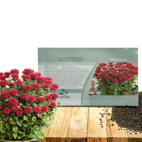 Outsidepride Scarlet Bee Balm seeds packet boosts garden color in borders.
