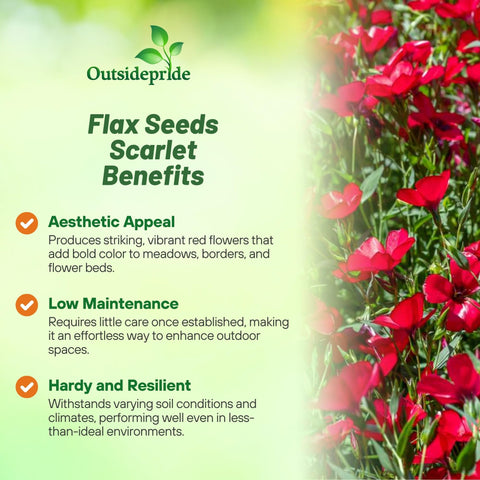 Outsidepride Scarlet Flax border planting scene shows compact growth for borders.