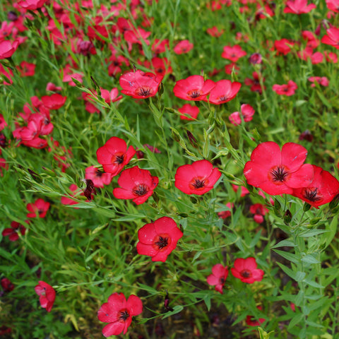 Outsidepride Scarlet Flax direct sow in early spring for easy germination.