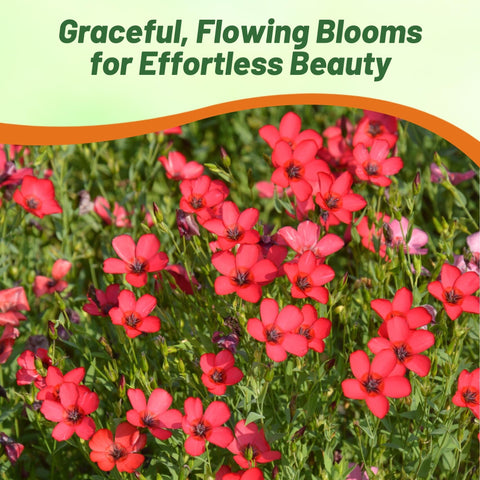 Outsidepride Scarlet Flax drought-tolerant plant thriving in sunny beds.