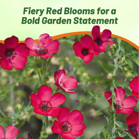 Outsidepride Scarlet Flax attracting bees and butterflies in a sunny border.