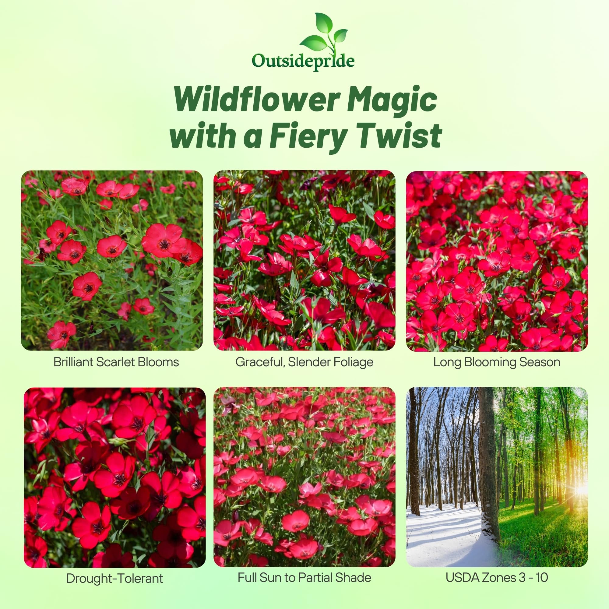 Outsidepride Scarlet Flax seeds packet view for planning and sowing.