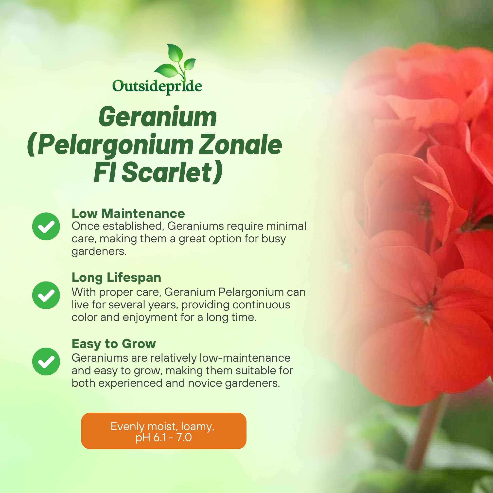 Outsidepride scarlet geranium foliage with bright blooms in garden