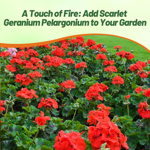 Outsidepride scarlet geraniums thriving in full sun, disease-resistant look