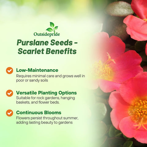 Outsidepride Scarlet Purslane seeds shown in containers for small-space urban gardening